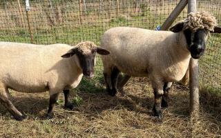 Sheep are enjoying their return to Hampstead Heath Extension (Image: City of London Corporation)