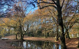 The shift in seasons has brought some autumnal sunshine to Hampstead Heath (Imag:e: Heath Hands)