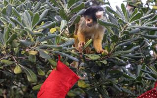 Squirrel monkey at London Zoo spots food-filled advent stocking